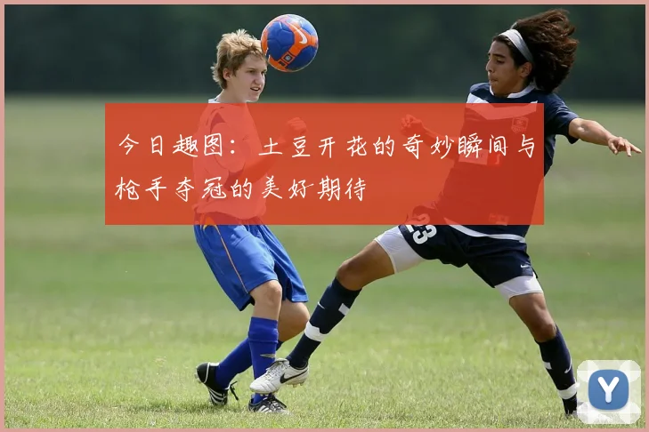 今日趣图：土豆开花的奇妙瞬间与枪手夺冠的美好期待